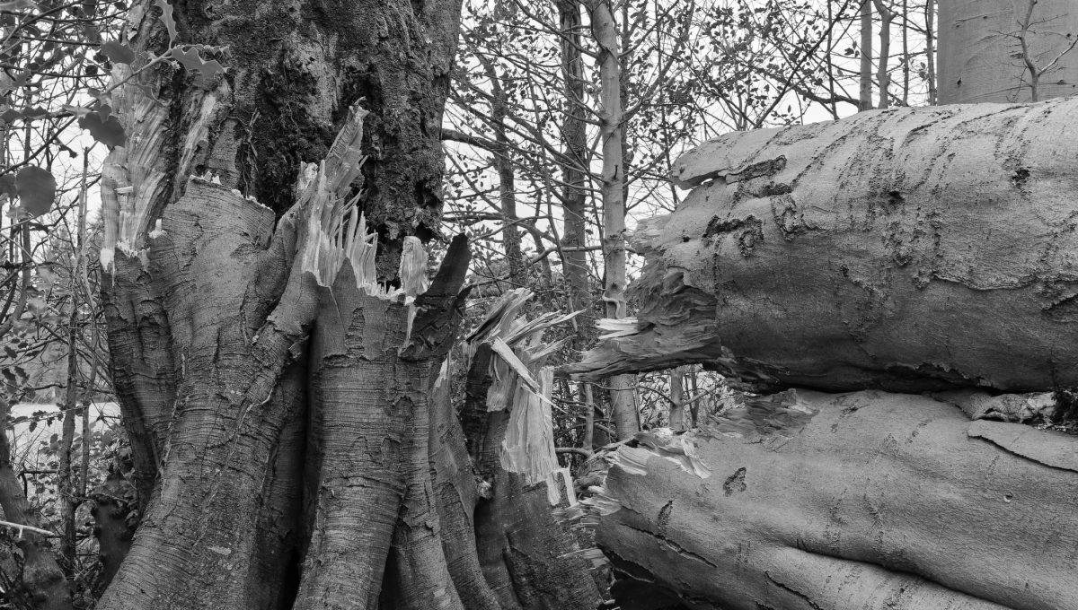 Abstract forest illustration symbolising how critical organisational knowledge can be overlooked if not captured, heard, and applied.